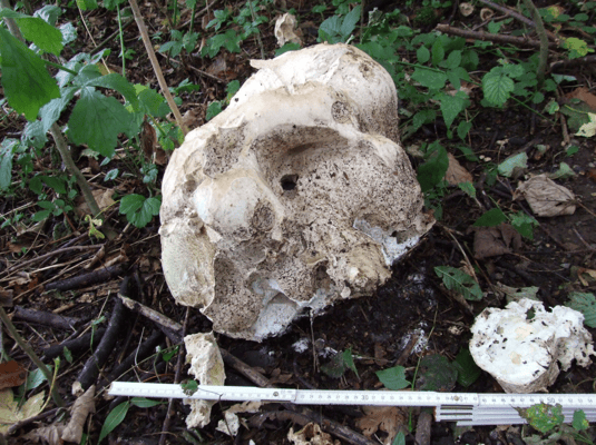 Riesenbovist in Wolfhausen (Bild: buebikernews)