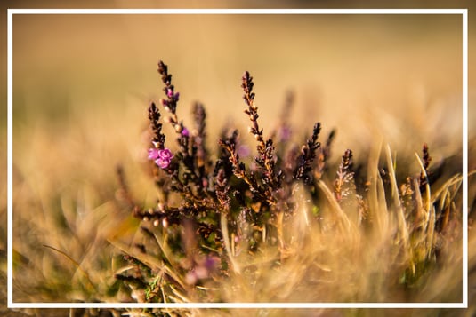 Natur Berge Radstadt Obertauern Pflanzen Tiere Fauna Flora Alpen