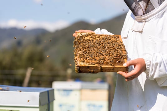 Apiculteur de Nouvelle-Zélande qui inspecte le cadre d'une ruche remplit de Miel de Manuka dans la nature