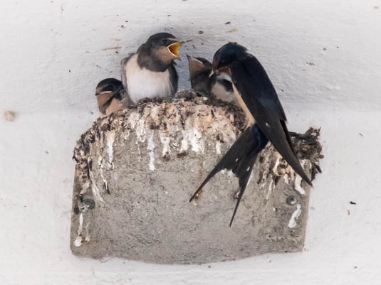Rauchschwalben-Nest mit Jungvögeln in der Kaiserstraße (Foto: Juretzky)