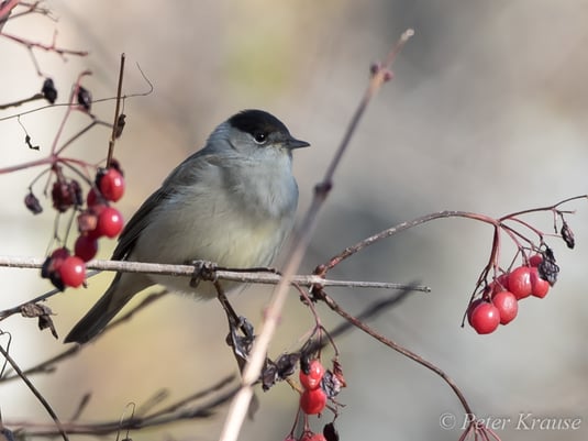 Mönchsgrasmücke auf einem Schneeball
