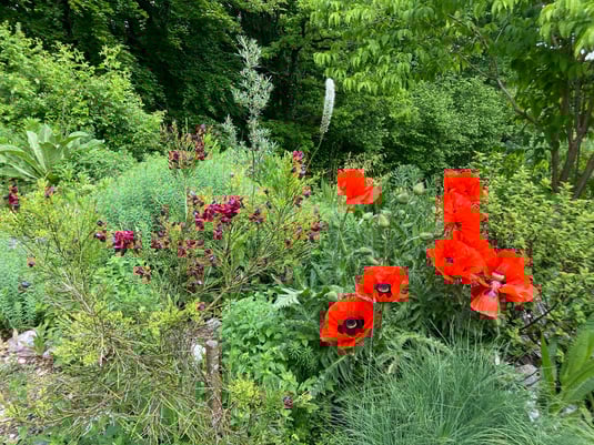 Mohn im Naturgarten - Foto: Edeltraud Gregor