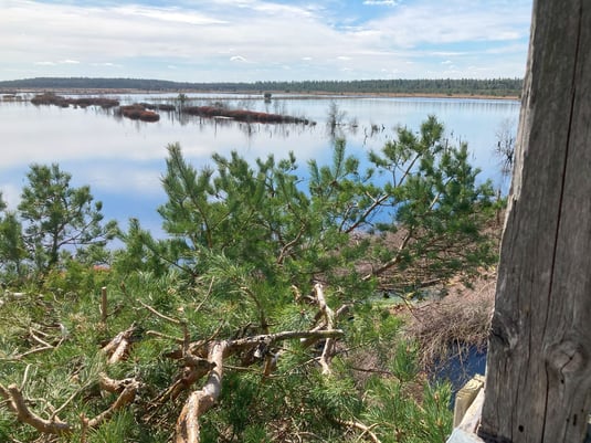 Kranichbeobachtungsturm "Tister Bauernmoor". Foto: Regionalmanagement