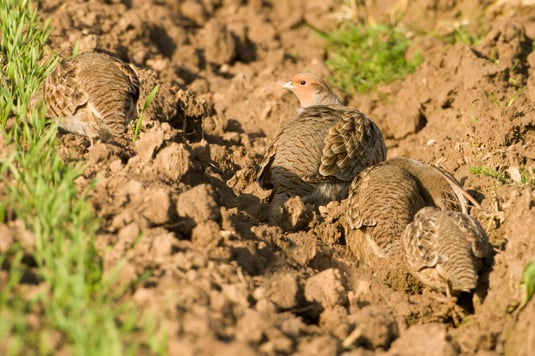 Oft gut versteckt und schwer zu entdecken  ©Rosi Rößner