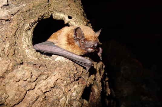 Fledermaus bad badman Bad Windsheim.  Klafschinski