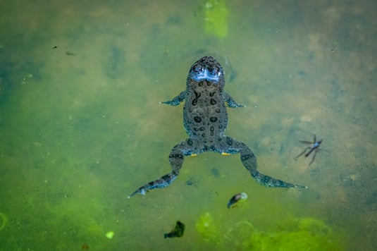 Die Gelbbauchunke gehört zu den Amphibien mit einer engen Gewässerbindung.