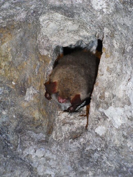 Fledermaus bad badman 