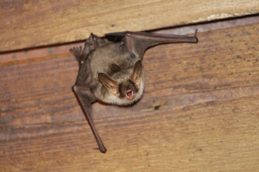 Grosses Mausohr © Sturm Ralph, LBV Bildarchiv