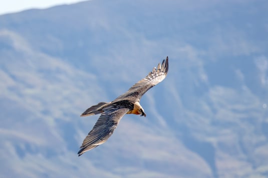 Bartgeier im Flug   © Richard Straub    Siegfried Klafschinski