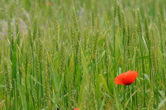 Mohn im Dinkel (Dr. Eberhard Pfeuffer, LBV-Bildarchiv)