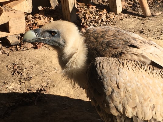 Der Gänsegeier im Unterallgäu. Foto: Herbert Maidel