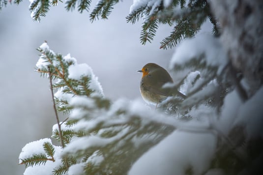 Rotkehlchen im Winter. Foto: Broders Dr. Olaf