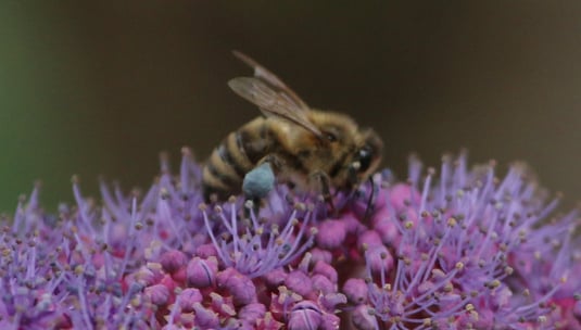 Biene auf einer Samthortensie. Foto: Hermann Kunze
