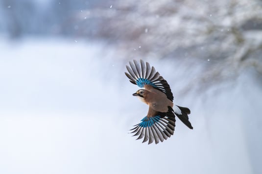Eichelhäher im Winter. Foto: Dr. Olaf Broders, LBV Bildarchiv