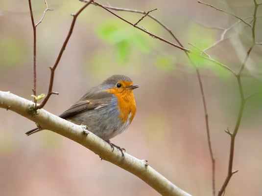 Foto: LBV Archiv Markus Glässel