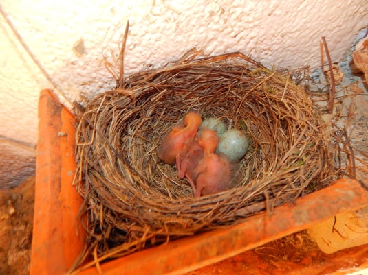 Foto: LBV Umweltstation Wiesmühl