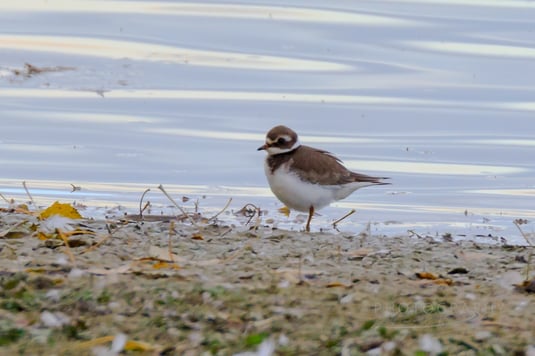 Sandregenpfeifer (Foto: Norbert Geisberger)
