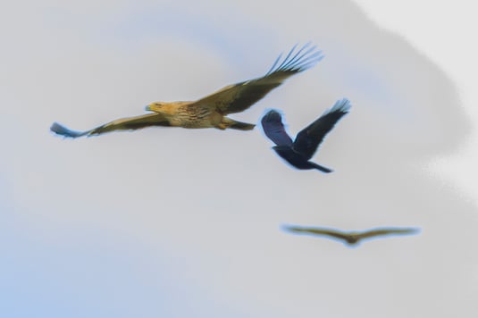 Kaiseradler im Königsauer Moos (Foto: Norbert Geisberger)