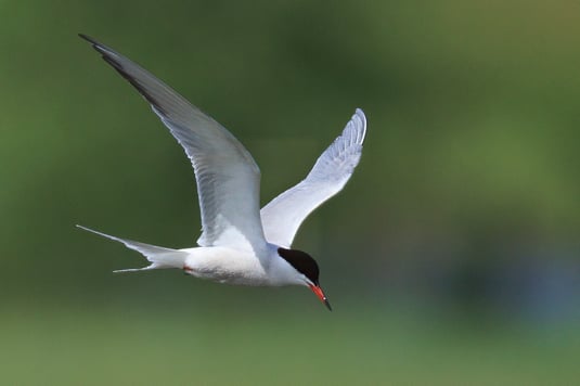 Flussseeschwalbe (Foto: Norbert Geisberger)