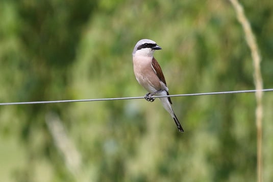 Neuntöter Männchen am Zaun entlang des Weges (Foto: Michael Herzig)
