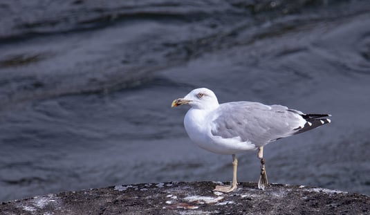 Mittelmeermöwe im Winterkleid mit abgerissenem Fuß (Foto: Fred Gruber).