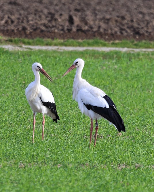 Weißstörche im Königsauer Moos (Foto: Joachim Aschenbrenner).