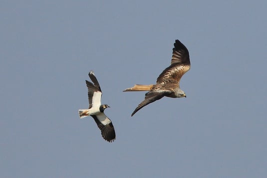 Luftangriff von Kiebitz auf den wesentlich größeren Rotmilan (Foto: Joachim Aschenbrenner)