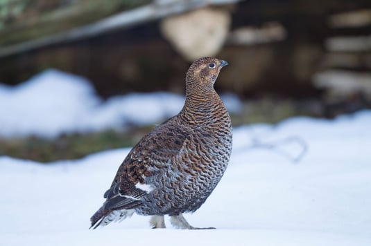 Birkhenne im Schnee Foto: Marcus Bosch