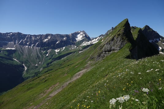 Blütenreiche Urwiesen der Allgäuer Hochalpen sind ein Hotspot der Biodiversität, Felix Steinmeyer