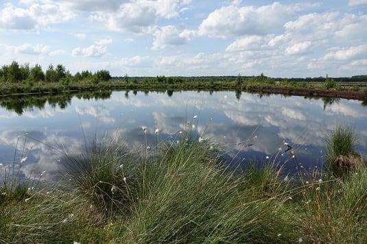 Landschaft im Himmelmoor