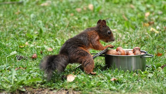 Eichhörnchen am Nusstopf / Foto: Pixabay