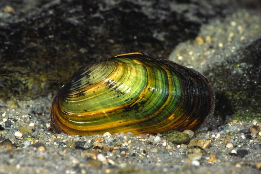 Bachmuschel (Foto: Andreas Hartl, LBV Bildarchiv)