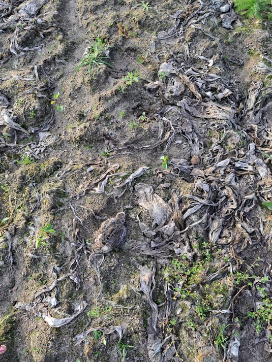 Ein Kiebitzküken sitzt sehr gut getarnt auf einem Feld. Das Küken befindet sich fast in der Mitte, leicht unten rechts, im Bild.