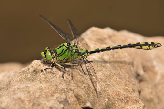 Grüne Keiljungfer (Foto: Klaus Müller, LBV Bildarchiv)