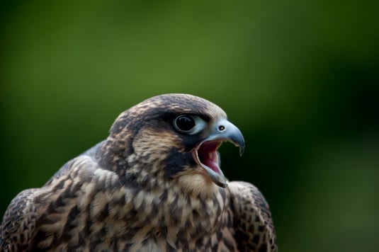 Foto: Marcus Bosch, LBV Bildarchiv