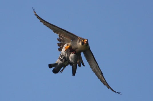 Wanderfalke mit Beute. Foto: Zdenek Tunka, LBV Bildarchiv