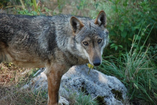 Foto: Willi Reinbold