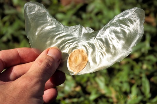 Alsomitra macrocarpa seed (syn. Zanonia macrocarpa)