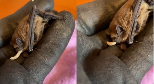 Fledermaus frisst Mehlwurm