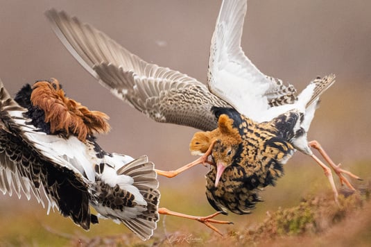 Balzverhalten der Kampfläufer