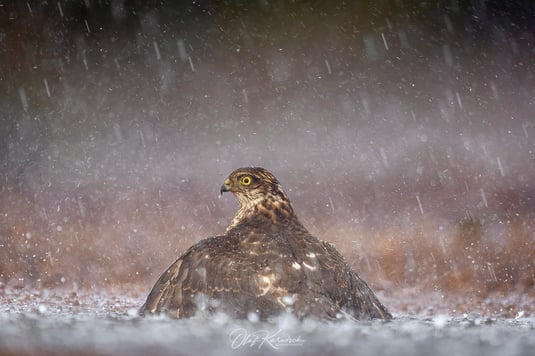 Sperber: Regenguss während dem Baden