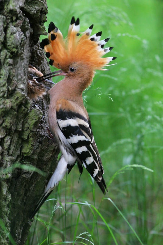 LBV Archiv: Tunka Zdenek