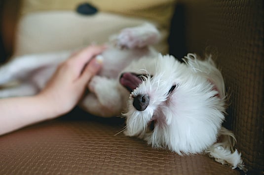 Hundestrand Blog Hundegeschichten Hund Malteser