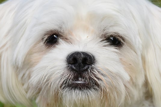 Hundegeschichten Kikkie