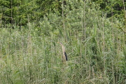 Zwergdommelmännchen am Maisinger See - Belegaufnahme (Foto: Ursula Wiegand)
