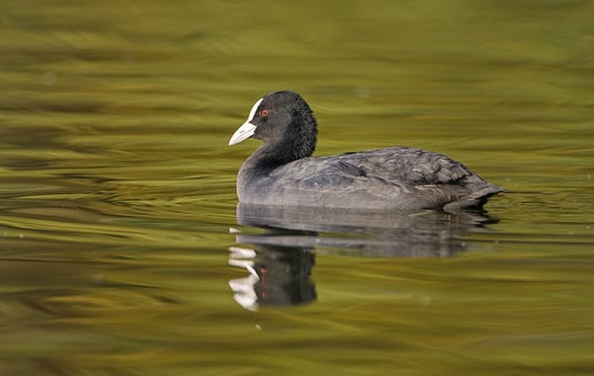 Blässhuhn (Foto: Thomas Hafen; www.natur-fotografieren.de) 