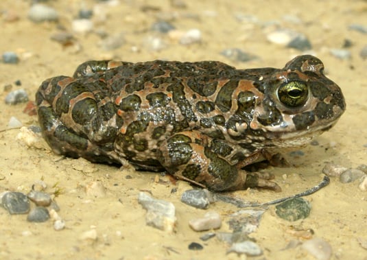 Wechselkrötenmännchen