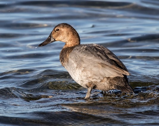 Tafelentenweibchen (Foto: Ursula Wiegand) 