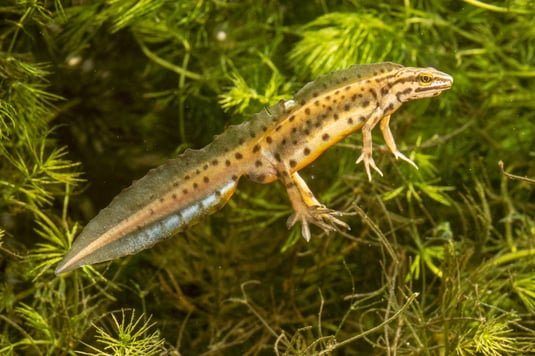 Teichmolch (Foto: Andreas Hartl - LBV-Bildarchiv)