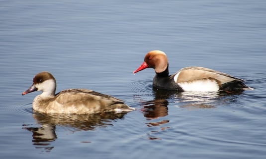 Kolbenente (Li. Weibchen, re. Männchen) (Foto: Ursula Wiegand) 